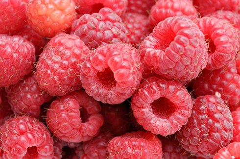 Raspberries05